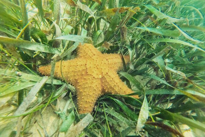 Akumal : Guided Snorkeling with Green Turtles and Corals - FAQ