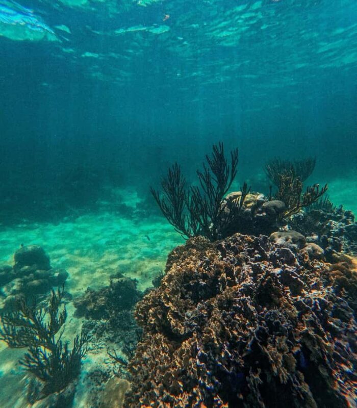 Akumal: Guided Snorkeling with Green Turtles + GoPro Photos - Starting Point and Logistics