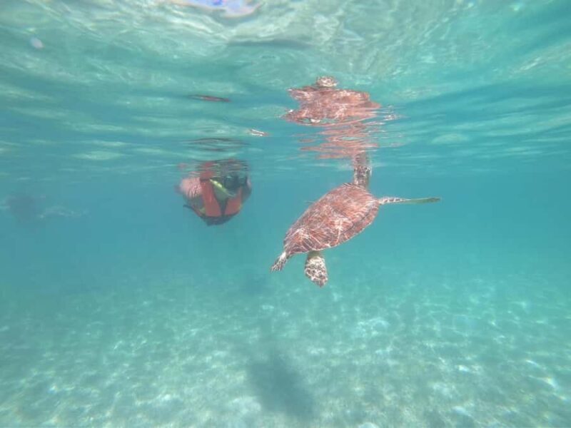 Akumal: Guided Snorkeling with Green Turtles + GoPro Photos - The Guided Snorkel in Akumal Bay