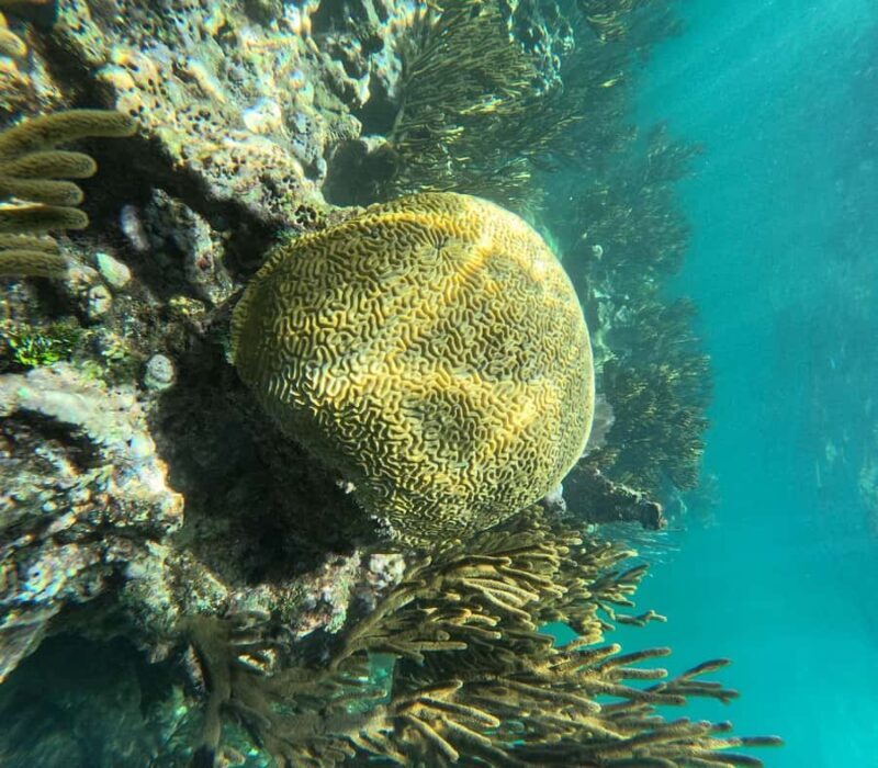 Akumal: Guided Snorkeling with Green Turtles + GoPro Photos - The Photographic Experience