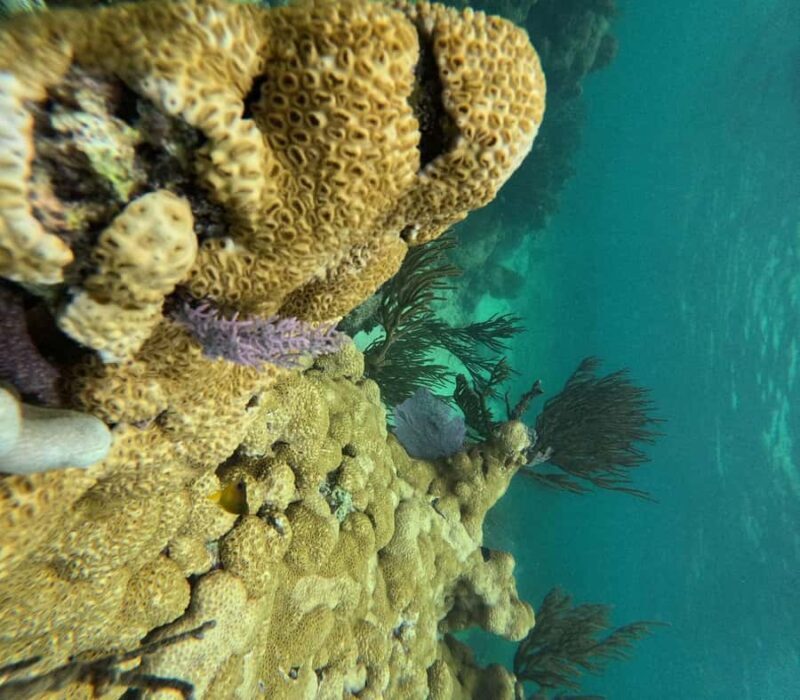 Akumal: Guided Snorkeling with Green Turtles + GoPro Photos - Duration and Flexibility