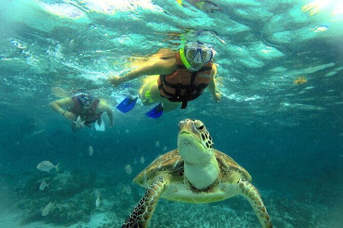 Akumal paradise tour Swimming with Turtles & ancient Tulum Ruins. Lunch included - Why We Think This Tour Works