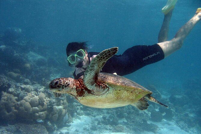 Akumal paradise tour Swimming with Turtles & ancient Tulum Ruins. Lunch included - Who Should Consider This Tour?