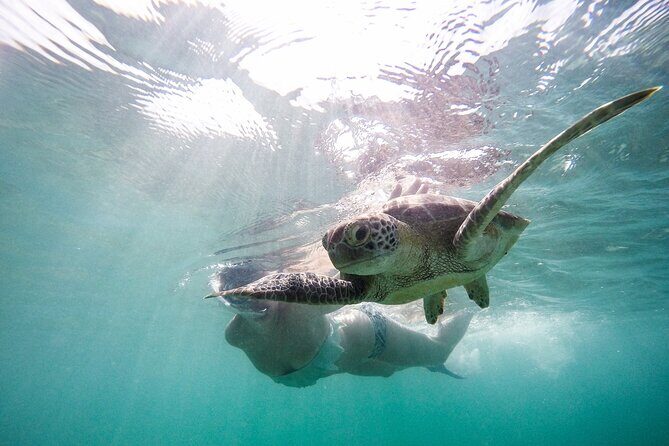 Akumal paradise tour Swimming with Turtles & ancient Tulum Ruins. Lunch included - Final Thoughts