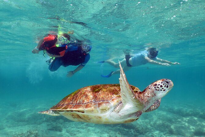 Akumal paradise tour Swimming with Turtles & ancient Tulum Ruins. Lunch included - FAQ Section