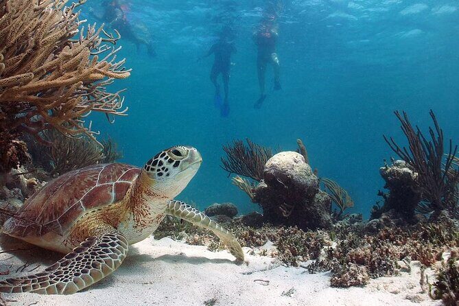 Akumal Reef Snorkel and Turtle Sanctuary From Riviera Maya - An Overview of the Experience