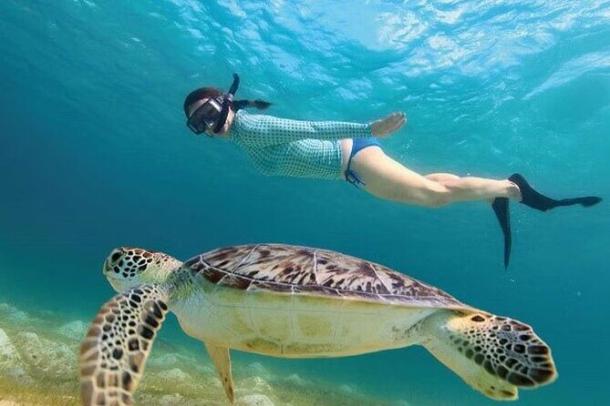 Akumal Reef Snorkel and Turtle Sanctuary From Riviera Maya - Considering the Cost and Value