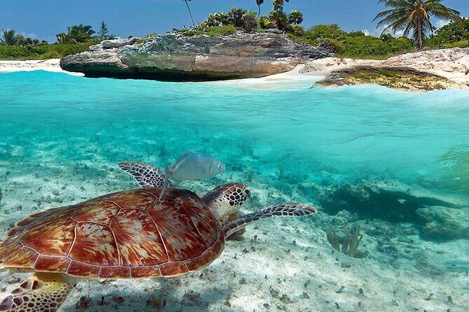 Akumal Reef Snorkel and Turtle Sanctuary From Riviera Maya - Group Size and Weather Dependency
