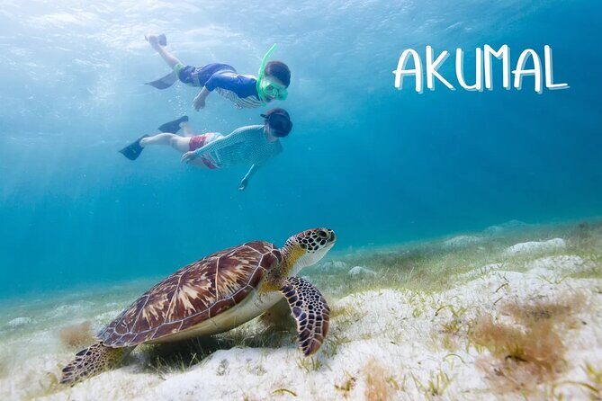 Akumal Reef Snorkel and Turtle Sanctuary From Riviera Maya - Authentic Experiences and Tips