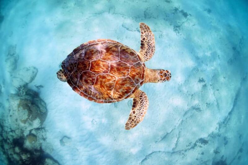 Akumal Reef & Turtle Swim - Key Points
