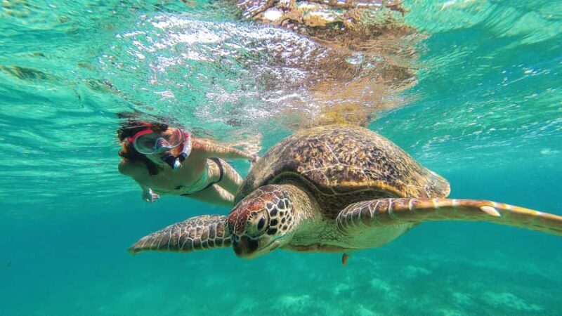 Akumal Reef & Turtle Swim - Starting with Pickup in Playa del Carmen