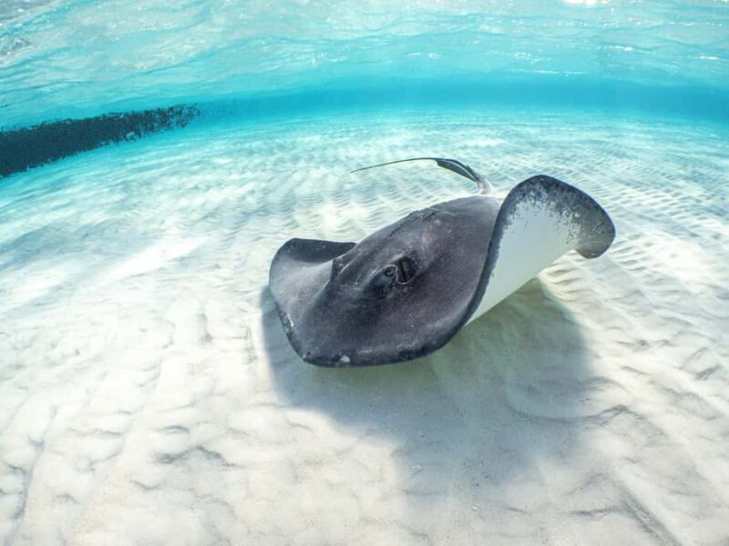 Akumal Reef & Turtle Swim - Snorkeling Over Vibrant Coral Reefs