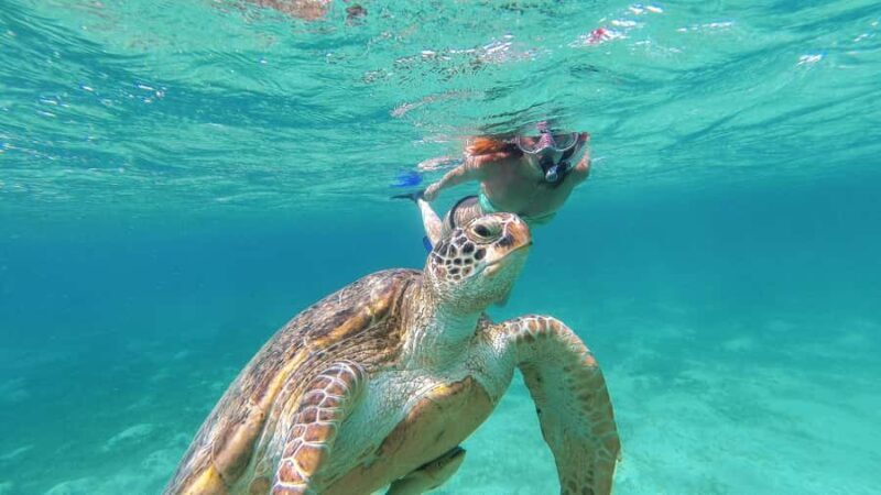 Akumal Reef & Turtle Swim - The Return Journey