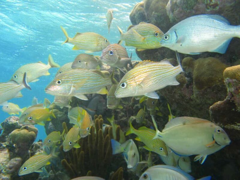 Akumal: Sea Turtles Snorkeling Tour with Park Entry Fee - The Highlight: Sea Turtles