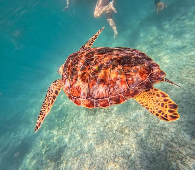 Akumal: Sea Turtles Snorkeling Tour with Park Entry Fee - Post-Guide Free Time