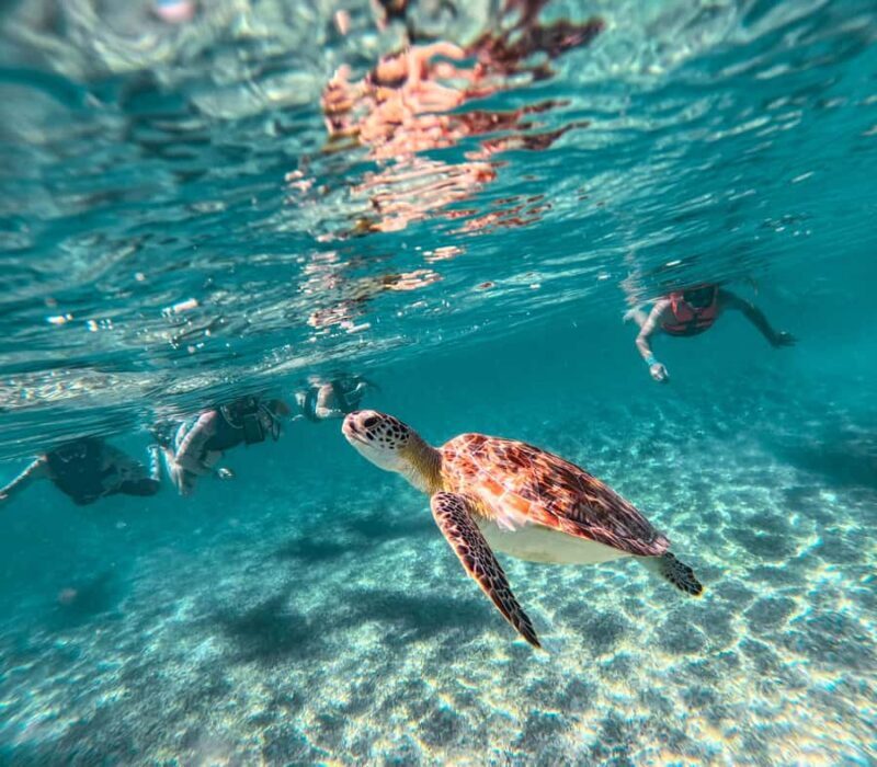 Akumal: Sea Turtles Snorkeling Tour with Park Entry Fee - Value and Cost