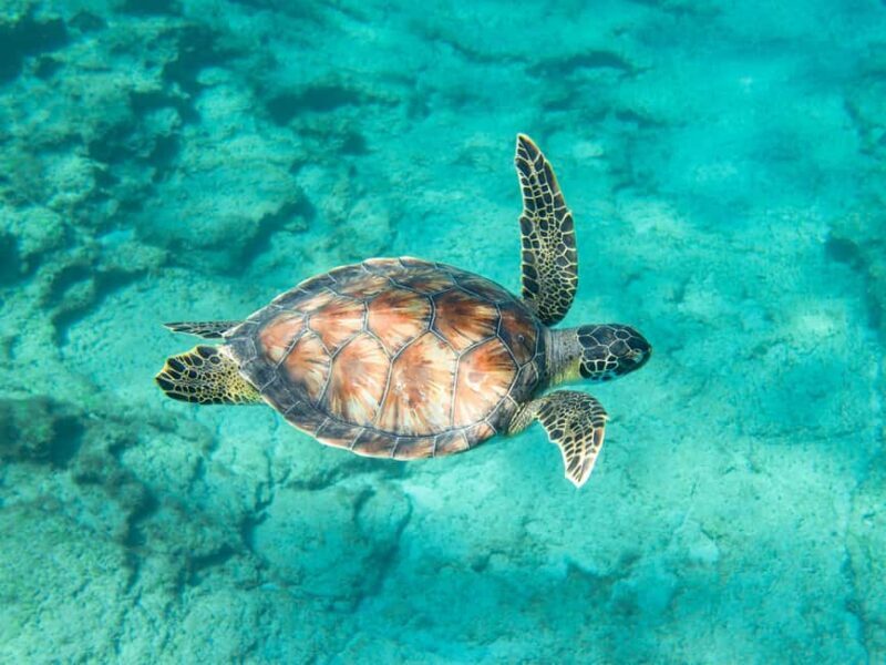 Akumal: Snorkeling Adventure with Turtles and Marine Life - The Practicalities: What You Need to Know