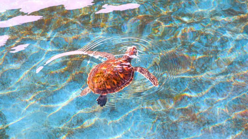 Akumal: Snorkeling Adventure with Turtles and Marine Life - The Experience from Travelers’ Perspectives