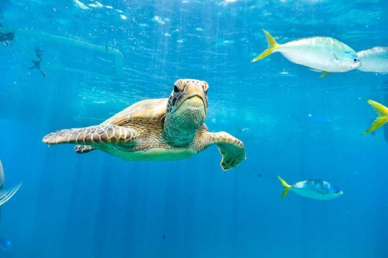 Akumal: Snorkeling Adventure with Turtles and Marine Life - Final Thoughts: Is This Tour Worth It?