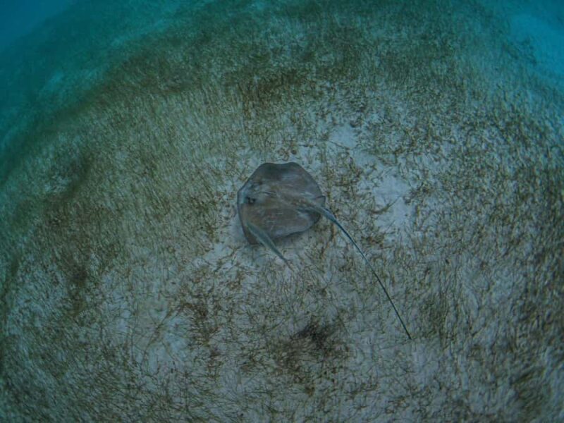 Akumal: Snorkeling and Turtle Watching Tour - Key Points