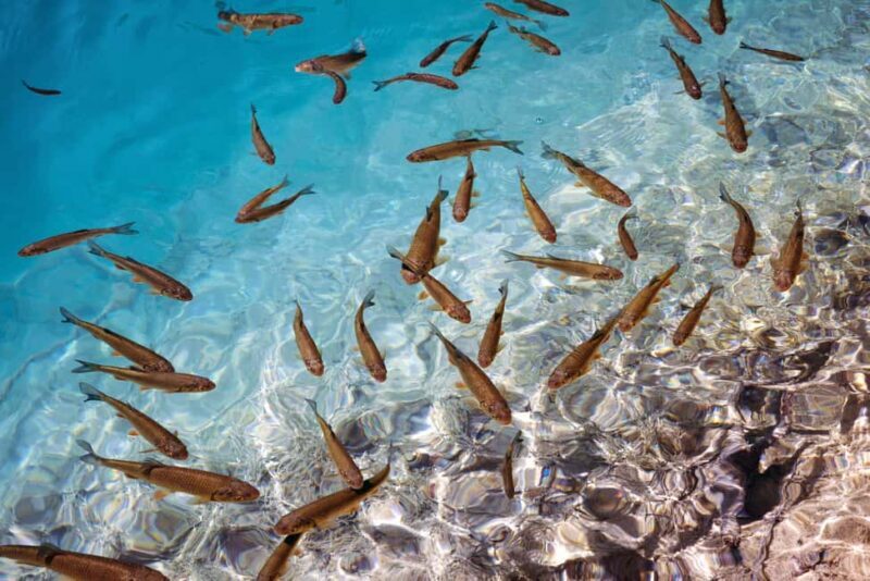 Akumal: Snorkeling with Marine Life and an Expert Tour Guide - The Sum Up