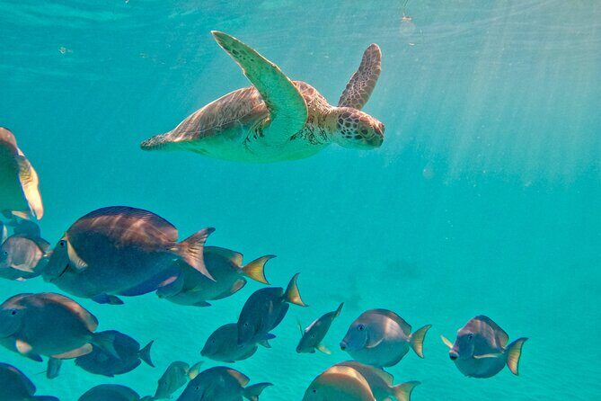 Akumal; Snorkeling with The Sea Turtles - Considerations and Practical Tips