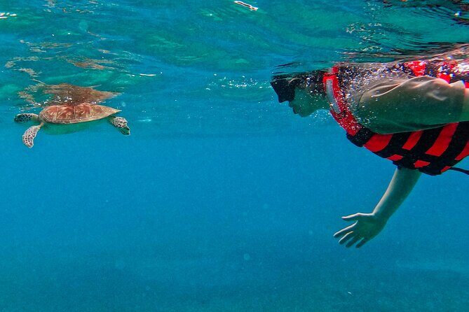 Akumal Snorkeling With Turtles - The Sum Up