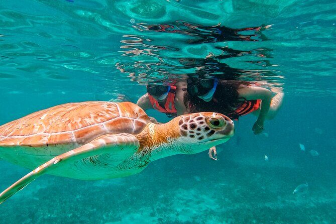 Akumal Snorkeling With Turtles - FAQ