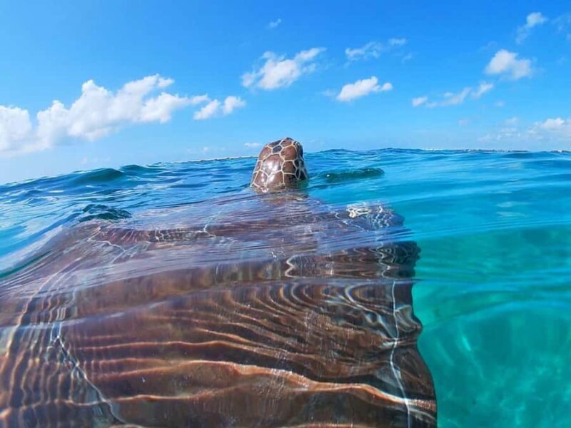 Akumal: Swim with sea turtles and coral reefs. - What to Expect from the Tour