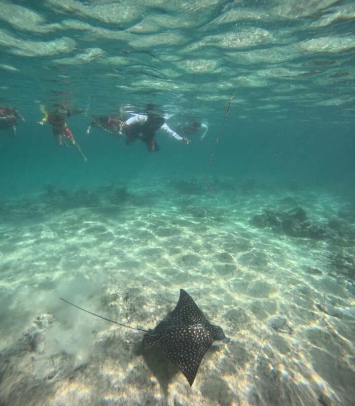 Akumal: Swim with sea turtles and coral reefs. - Authentic Encounters and Practical Tips