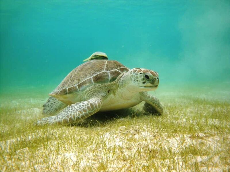 Akumal: Tsuuk Park Entry with Turtles Snorkeling Tour - Key Points