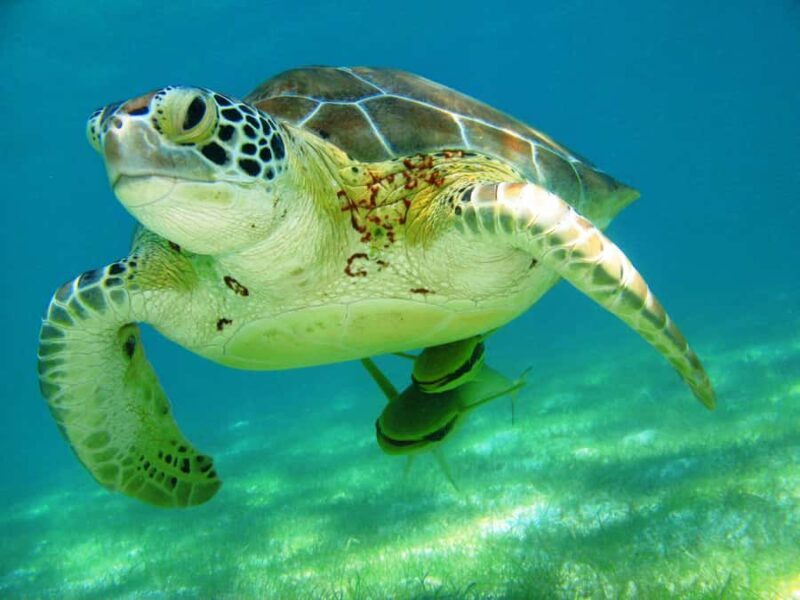 Akumal: Tsuuk Park Entry with Turtles Snorkeling Tour - Real Traveler Insights