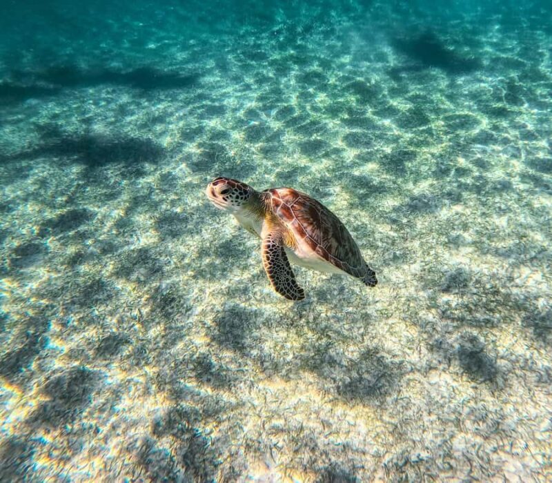 Akumal: Tsuuk Park Entry with Turtles Snorkeling Tour - Final Thoughts