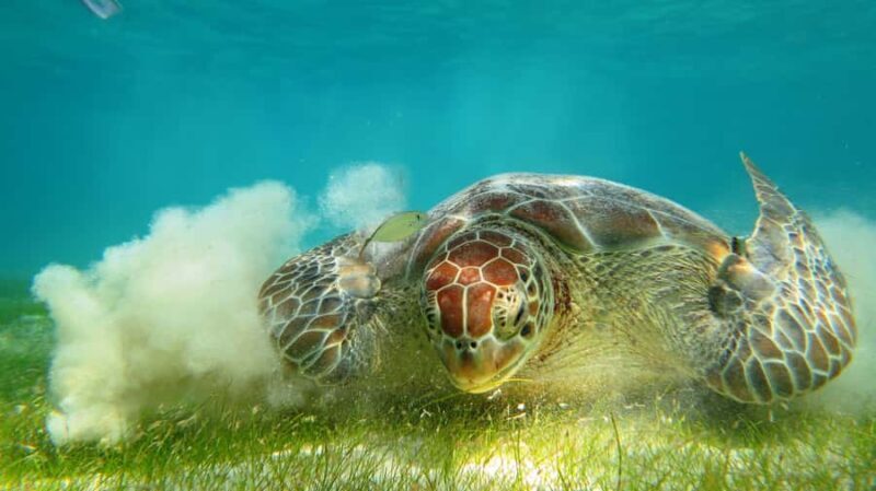 Akumal: Tsuuk Park Entry with Turtles Snorkeling Tour - FAQs