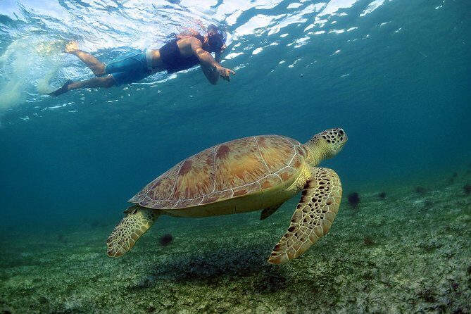 Akumal Turtles, Snorkel Tour from Cancun or Riviera Maya - Authentic Encounters and Genuine Concerns