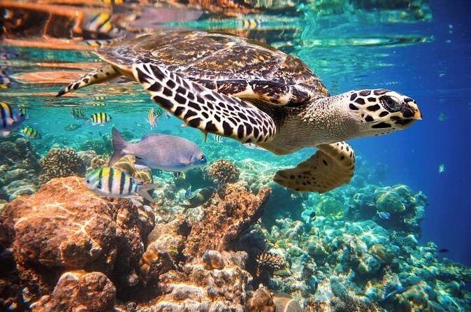 Akumal Turtles, Snorkel Tour from Cancun or Riviera Maya - Frequently Asked Questions