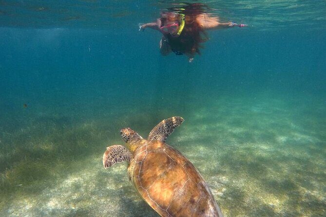Akumal Turtles Snorkeling and GoPro pictures - A Deep Dive into the Tour Experience