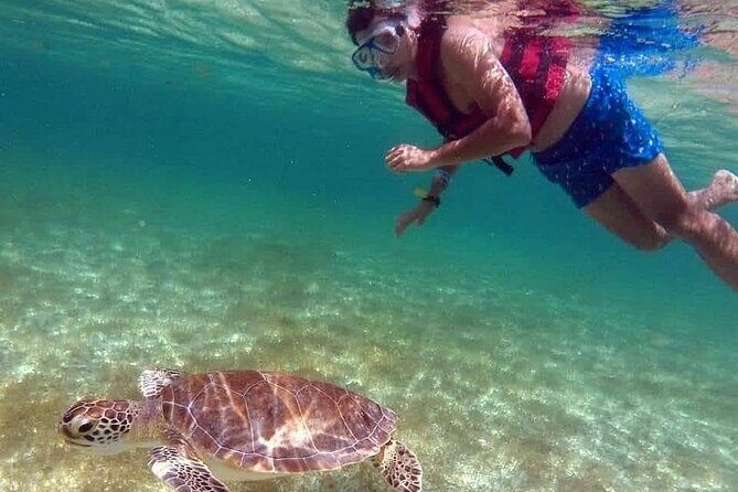Akumal Turtles Snorkeling and GoPro pictures - The Sum Up