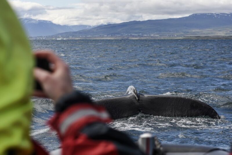 Akureyri: 2-Hour Whale Watching Express by RIB Speedboat - Key Points  
