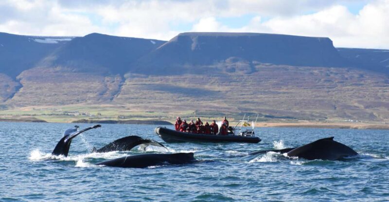 Akureyri: 2–Hour Whale Watching Express by RIB Speedboat - Pricing and Reservations