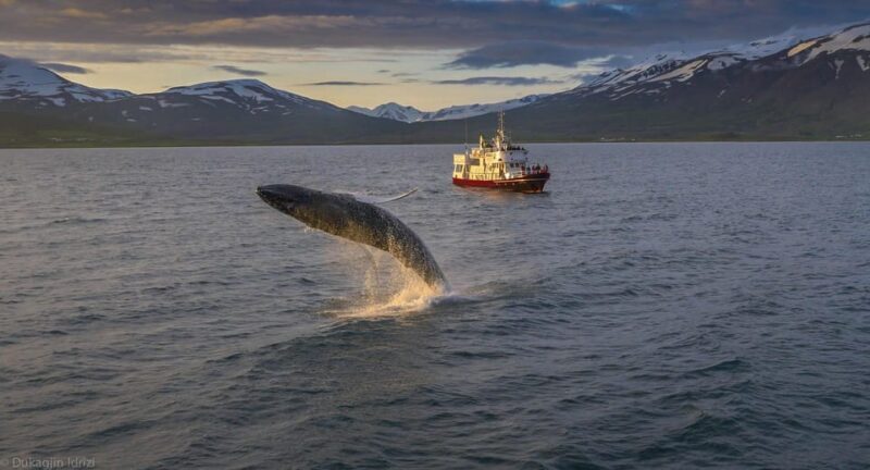 Akureyri: 3-Hour Classic Whale Watching Tour by Ship - An In-Depth Look at the Akureyri Whale Watching Tour