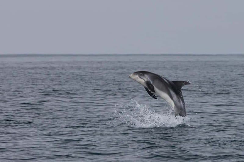 Akureyri: Whale Watching Shore Excursions - An In-Depth Look at Akureyri’s Whale Watching Tour