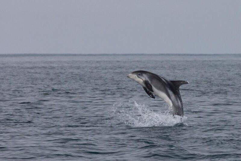 Akureyri: Whale Watching Shore Excursions - The Sum Up: Why Choose This Whale Watching Excursion?