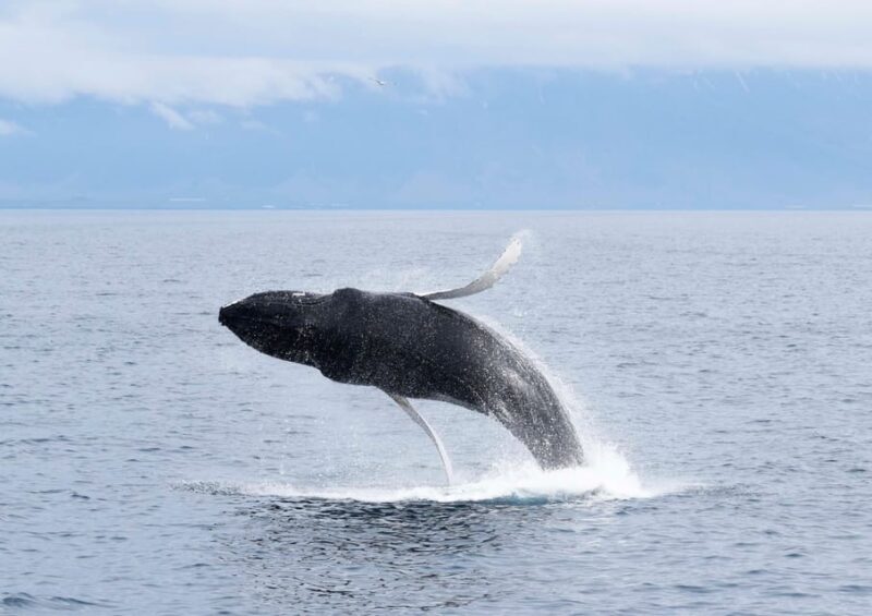 Akureyri: Whale Watching Tour & Forest Lagoon Entrance - Authentic Traveler Perspectives