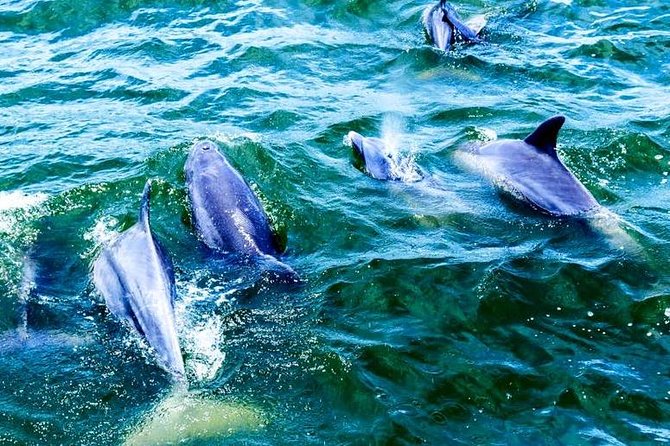 Alabama Gulf Coast Dolphin Cruise - Important Additional Information