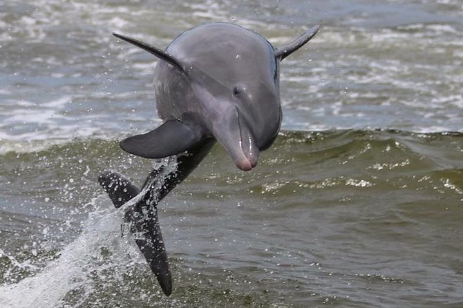 Alabama Gulf Coast Dolphin Cruise - Customer Reviews and Recommendations