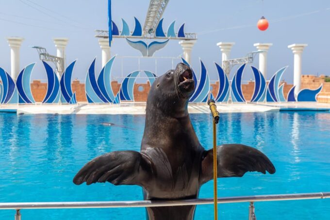 Alanya: Dolphin Park Transfers Service From All Locations - Frequently Asked Questions