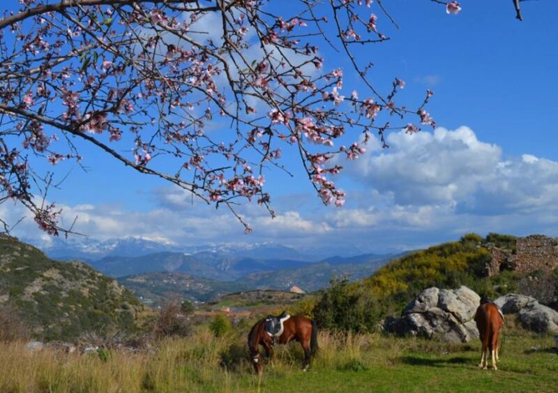Alanya: Horseback Ride Through Nature near Syedra Ruins - A Closer Look at the Experience