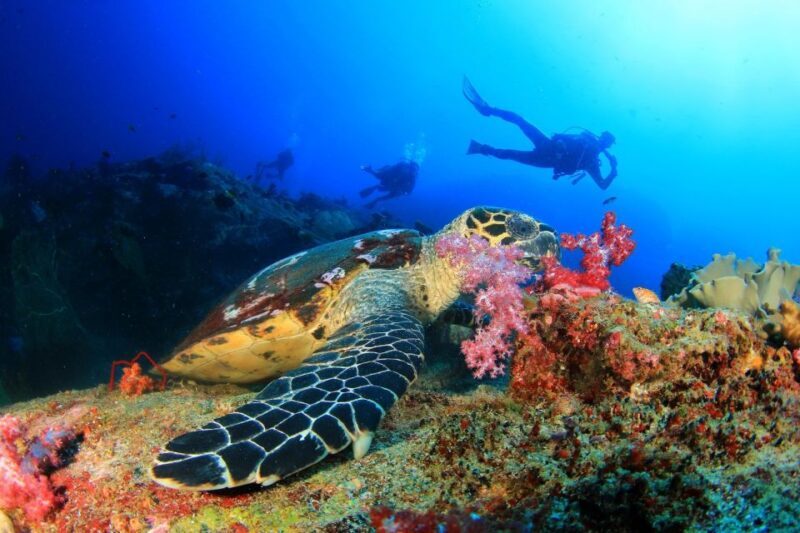 Alanya: Scuba Diving Tour Incl. Lunch with Hotel Transfer - FAQ