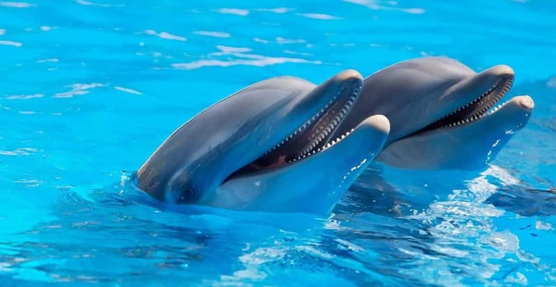 Alanya: Sealanya Dolphinpark Dolphin Show Tour - The Value of the Sealanya Dolphinpark Tour